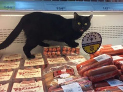 Пушистый клиент сделал заказ в мясной лавке