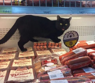 Пушистый клиент сделал заказ в мясной лавке