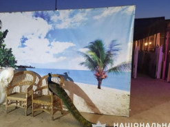 Соцсети как инструмент правосудия: обидчик павлинов в Кирилловке будет наказан