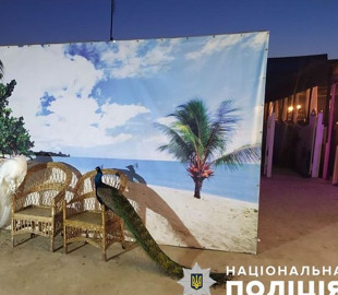 Соцсети как инструмент правосудия: обидчик павлинов в Кирилловке будет наказан