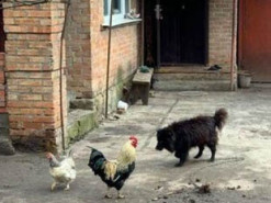 Пес, якого нардеп радив продати через борги за газ, завів собі Телеграм-канал