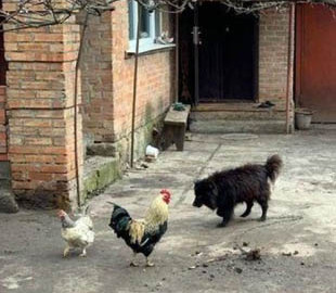 Пес, якого нардеп радив продати через борги за газ, завів собі Телеграм-канал