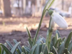 В Одессе в январе распустились подснежники: фото цветущей аномалии