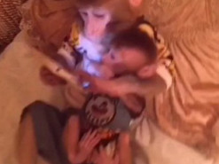 Обезьяна решила научить своего детёныша пользоваться планшетом