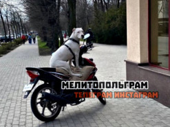 В Сети смеются над породистым псом-байкером из Мелитополя