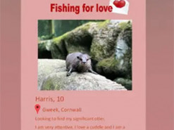 Четырехлапая история любви. В Британии одинокая выдра нашла на сайте знакомств свою половинку