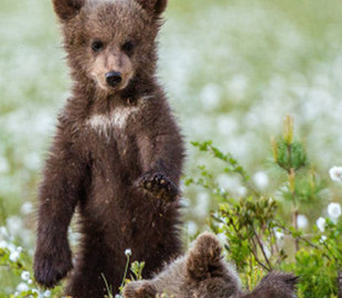 Хотели поиграть в гольф: медвежата развеселили сеть играми на спортивном поле