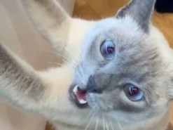 Кот заподозрил хозяев в воровстве корма и заставил Сеть хохотать