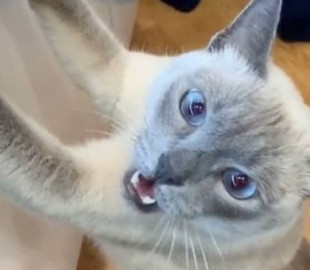 Кот заподозрил хозяев в воровстве корма и заставил Сеть хохотать