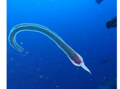 Сеть всполошило "инопланетное существо", которое нашли дайверы в Египте. Фото