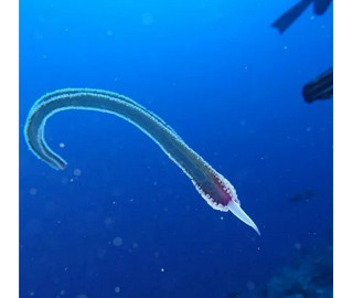 Сеть всполошило "инопланетное существо", которое нашли дайверы в Египте. Фото