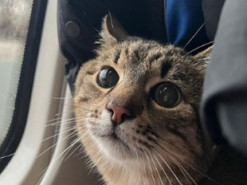 Самый знаменитый кот Харькова Степан нашелся: куда увезли животное