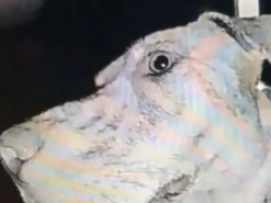 Пропавшая собака вернулась домой и сама позвонила в дверь посреди ночи