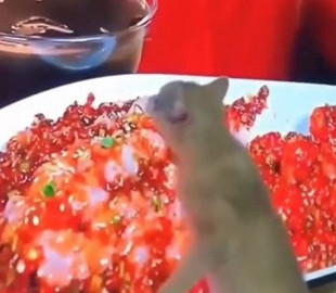 Котенок пытался съесть блюдо из телевизора