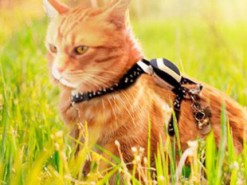 GPS-трекеры для домашних животных позволяют следить за их хозяевами