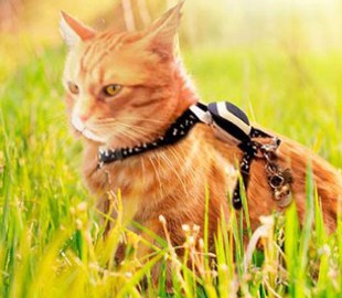 GPS-трекеры для домашних животных позволяют следить за их хозяевами