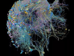 Google создала крупнейшую в мире 3D-карту мозга