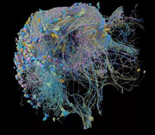 Google создала крупнейшую в мире 3D-карту мозга