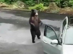 Забавный ролик из Сети: медведь-«угонщик» открыл дверцу Mercedes и пытался проникнуть в салон
