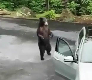 Забавный ролик из Сети: медведь-«угонщик» открыл дверцу Mercedes и пытался проникнуть в салон