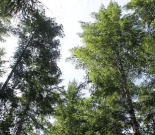 Людству загрожує нестача кисню. Нагрів планети не дозволить лісам "дихати"