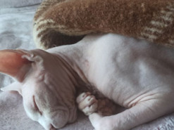 Лікар порадив, як заснути за одну хвилину за допомогою спеціальної техніки