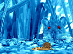 Отчёт: Вредоносное ПО с открытым исходным кодом для взлома криптокошельков обнаружено в сети