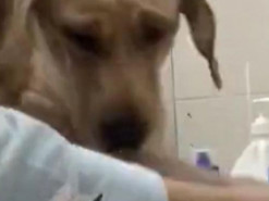 Лабрадор распереживался из-за стирки его игрушек