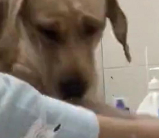 Лабрадор распереживался из-за стирки его игрушек