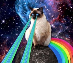 Фанаты Elite Dangerous потеряли корабли по вине обычного кота