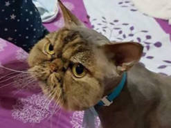 Кот с чудовищной стрижкой стал звездой Интернета