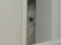 Американцу кто-то присылает фото пугающего существа