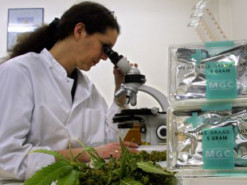 В Україні запровадять електронний формат для обігу наркотичних речовин