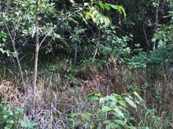 Ловко спрятавшаяся в траве змея поставила пользователей сети в тупик