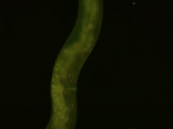 Ученые создали необычный термометр на основе квантового микроскопа