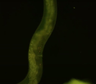 Ученые создали необычный термометр на основе квантового микроскопа