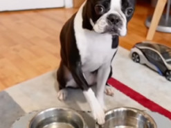 Сеть насмешила собака, недовольная размером своей порции