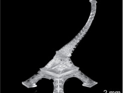 Ученые использовали свет для повышения скорости 3D-печати