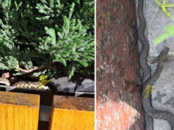 Мігрують в пошуках їжі: фахівець пояснив "нашестя змій" у Дніпрі