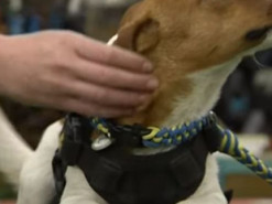 Пес Патрон не просто став символом вибухотехніків, але й прикрасив їхні шеврони