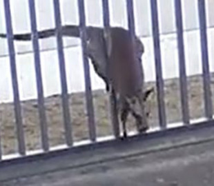 Відеохіт: кенгуру спробував атакувати посольство Росії в Австралії