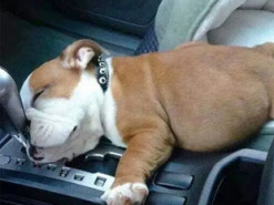 7 милых щенков бульдогов, которые влюбили в себя пользователей сети. Фото