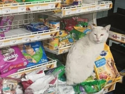 Сеть рассмешил кот, который придумал хитрый способ, как найти семью