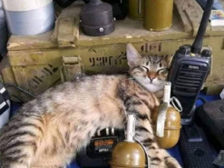 Украину защищают даже коты (ФОТО)