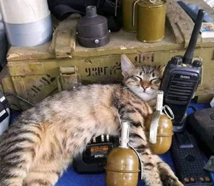 Украину защищают даже коты (ФОТО)