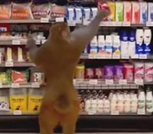Видеохит: Обезьяна пришла на шопинг в продуктовый магазин