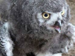 Facebook отправил в бан видео с совятами, подумав, что на нем порнография