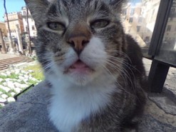 Раздраженная кошка на панораме Google вызвала ажиотаж в сети