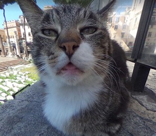 Раздраженная кошка на панораме Google вызвала ажиотаж в сети