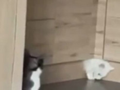 Настоящее колдовство: белый кот "просочился" сквозь узкую щель в мебели